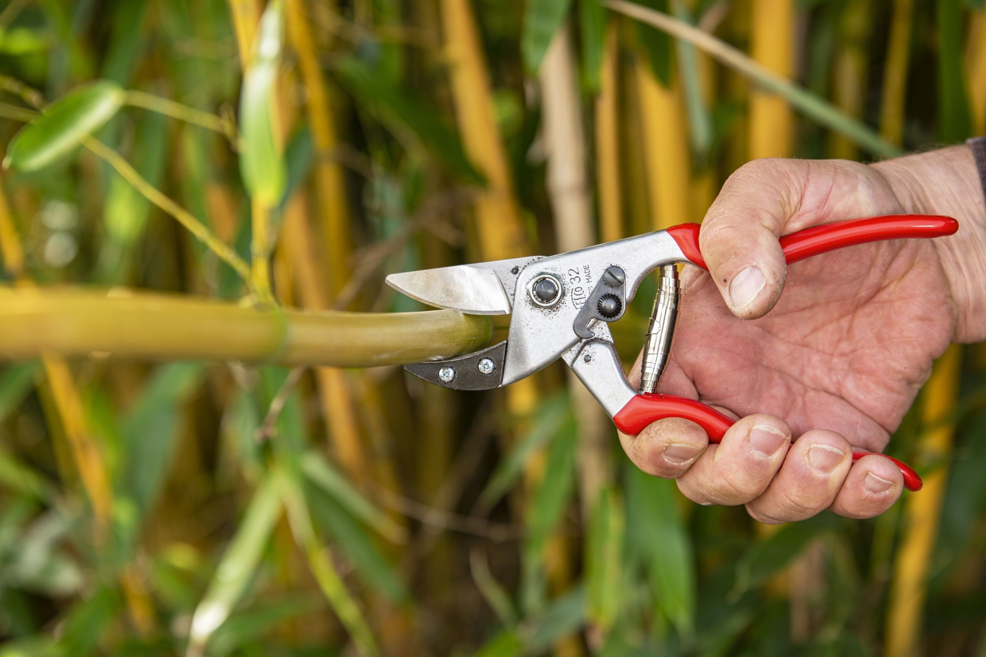 Die Gartenschere Felco 32 mit gebogenem Amboss beim Schneiden von Bambus