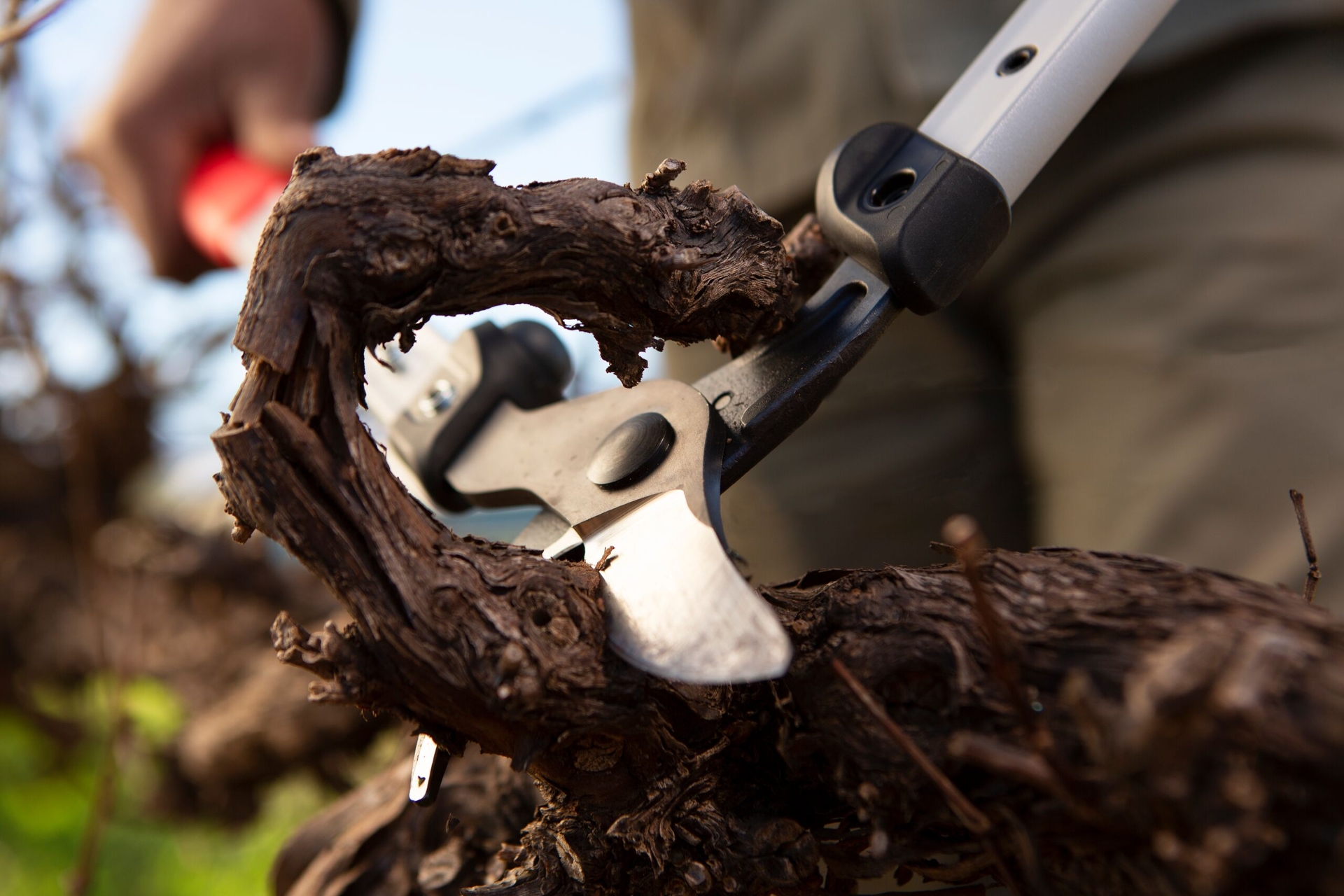 Die Astschere Felco 201-40 mit ziehendem Schnitt im Einsatz