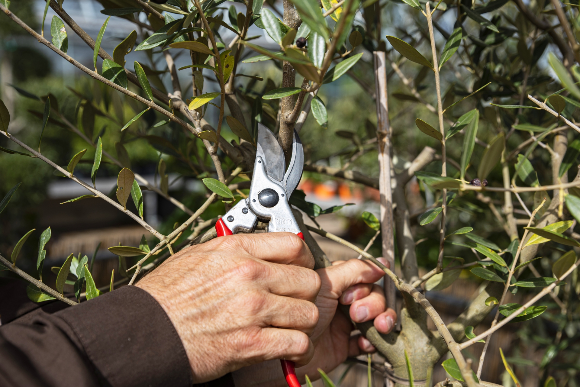 Die Gartenschere Felco 11 im Einsatz
