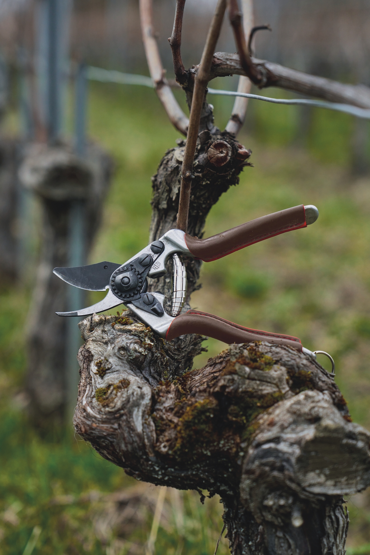 Die professionelle Gartenschere Felco 6 Elite im Einsatz
