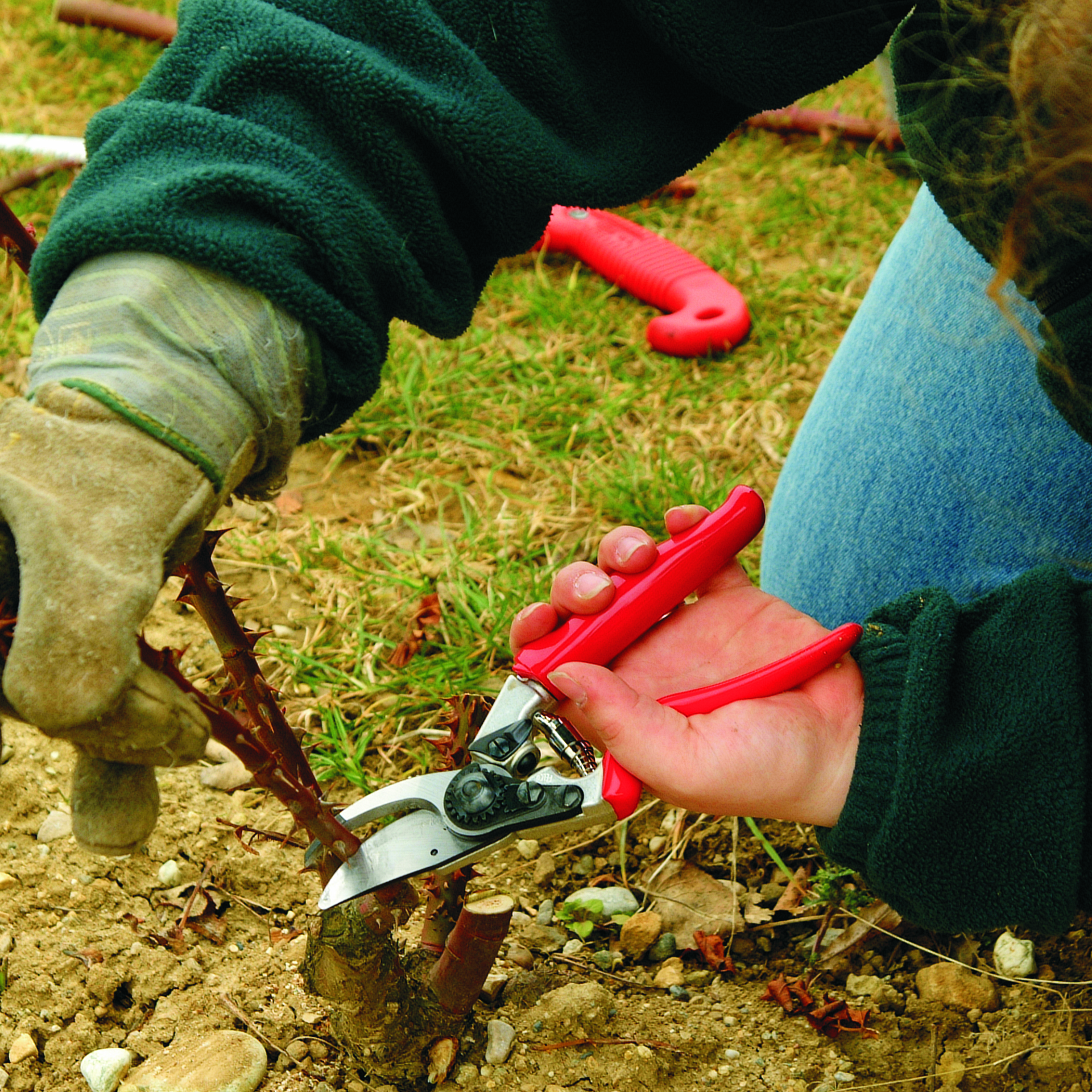 Die Linkshänder-Gartenschere Felco 10 mit Rollgriff beim Rosenschnitt