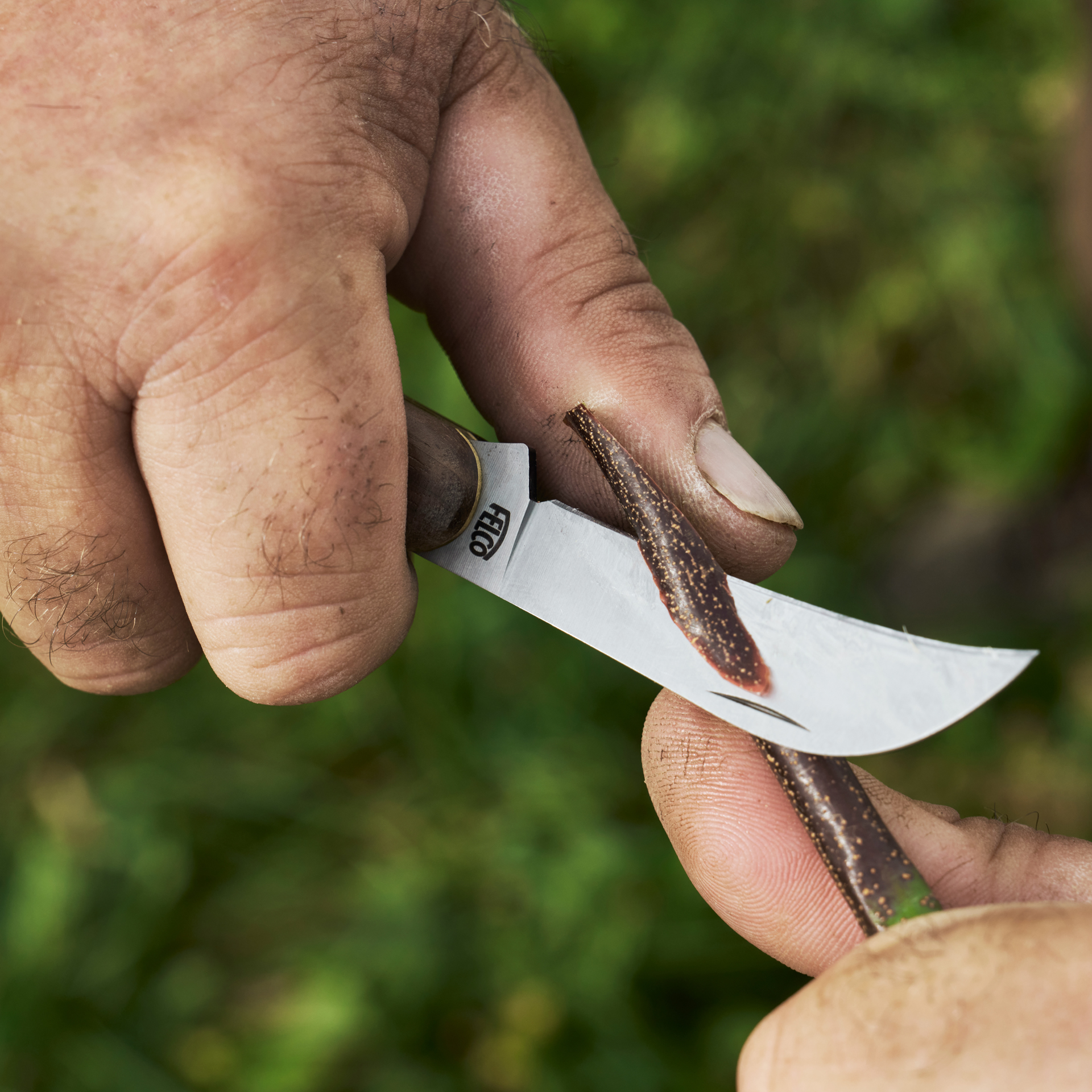 Veredelungsmesser FELCO 511 im Gebrauch
