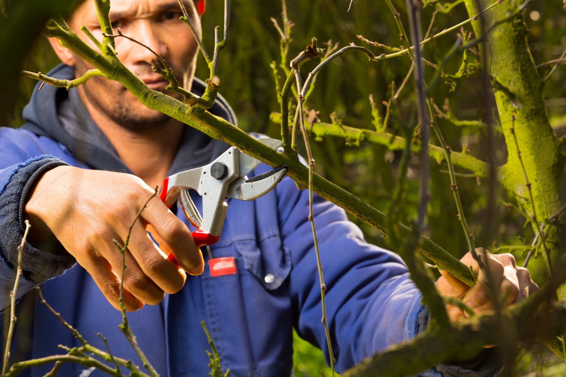 Die Amboss-Gartenschere Felco 31 im Einsatz