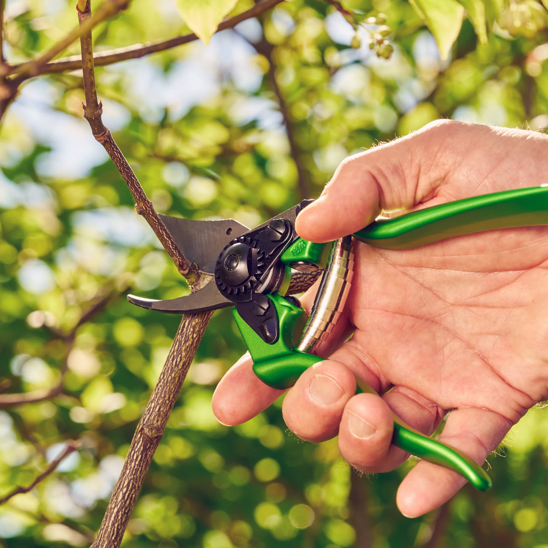Die Gartenschere Felco 6 Power Green im Einsatz